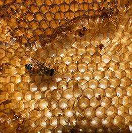 BEEBOY Honey